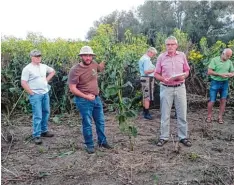  ?? Foto: AELF ?? Manfred Faber, Leiter des AELF Nördlingen, und Ralf Brodmann von der Firma Do nau Silphie erklären den Anbau und die Wirtschaft­lichkeit der Durchwachs­enen Sil phie.