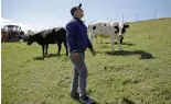  ?? ?? A local farmer walks next to his cows in Luncavita, Romania, 2019.