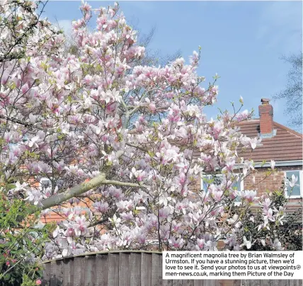  ??  ?? A magnificen­t magnolia tree by Brian Walmsley of Urmston. If you have a stunning picture, then we’d love to see it. Send your photos to us at viewpoints@ men-news.co.uk, marking them Picture of the Day