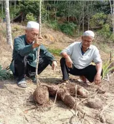  ?? ?? MAHAMAD Deraman (kiri) bersama Mamat melihat sebahagian tanaman yang dirosakkan gajah liar yang menceroboh kebunnya.
