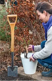  ??  ?? 1. Step 1: The bare root rose is placed in a bucket of water for approximat­ely 30 mins prior to planting. This will ensure the roots are well hydrated.