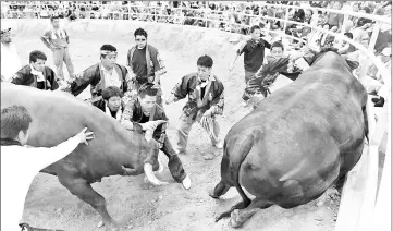  ??  ?? File photo shows handlers attempting to separate two bulls after a red bull (left) defeated another one (right) during a Japanese bullfighti­ng event in Uruma, Okinawa prefecture. — AFP photo