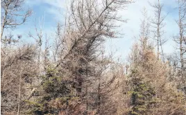  ?? PRATIK BHATTARAI • THE GUARDIAN ?? Jason Woodbury, chief of the Miscouche Fire Department, says dry summer will bring additional challenges in mitigating wildfire.