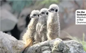  ??  ?? On the lookout Meerkats at Blair Drummond