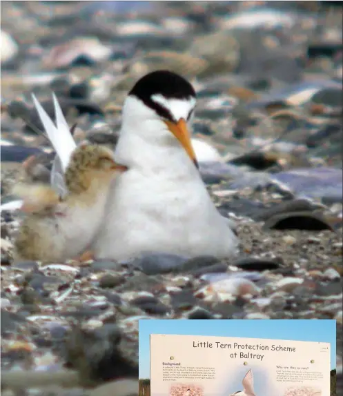  ??  ?? The little terns