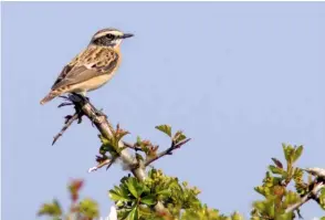  ??  ?? Above
Male Whinchat, Thurlby Fen, Lincs, 20 April 2019