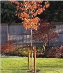  ??  ?? Unless your garden is windy avoid stakes on establishe­d trees