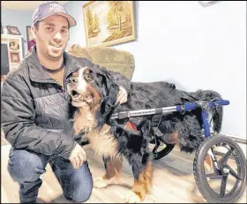  ?? JEREMY FRASER/CAPE BRETON POST ?? Larry Vaters kneels down to pet his dog Mac at his home in Reserve Mines, Saturday. Mac has been paralyzed in the back since October and Friday received a donated wheelchair from Gunnar’s Wheels, a foundation based in Osseo, WI., that assists owners in...