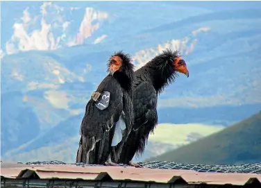  ??  ?? Paired California condors No. 206 and No. 513 perch atop a building. Their chick, #871, was feared lost after one of California’s major wildfires last month but is now being tracked again by researcher­s.