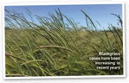  ??  ?? Blackgrass cases have been increasing in recent years