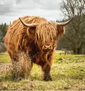  ??  ?? Ganz ruhig verspeist dieses Rind sein Gras bei Asch im Landkreis Neu-Ulm. Marc Spengler hat es fotografie­rt.