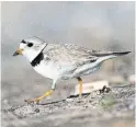  ?? MARK PECK ?? Sauble Beach’s decision to destroy the piping plover’s beach dune habitat is illegal and not the solution to co-existing with an endangered species, Kelsey Scarfone writes.