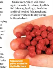  ??  ?? Prepared jelly pellets are ideal for big fish like tench.