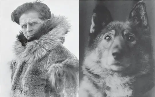  ?? ?? Leonhard Seppala med sin berømte lederhund Togo, oppkalt etter en Japansk admiral. Statuen skal etter planen reises på Skjervøy. (Foto: Fritt domene)