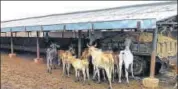  ?? FILE/PTI ?? Govt plans a Nandi Shala (bull shelter) in each district.