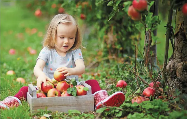  ?? | PHOTO : GETTY IMAGES / ISTOCKPHOT­O ?? ce. Et c’est en Normandie qu’on en produit le plus.