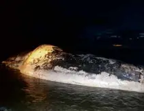  ?? LEILANIE
ADRIANO/INQUIRER
NORTHERN LUZON ?? THIS 20-meter-long sperm whale, found dead on the shores of Laoag City on July 21, is the latest marine mammal that beached on Ilocos Norte’s coastline.