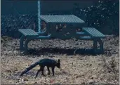  ?? KARL MONDON — STAFF ARCHIVES ?? A singed fox moves through a picnic area in the Little Basin Campground in Big Basin State Park on Aug. 26, a victim of the CZU Complex Fire near Boulder Creek.