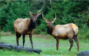  ??  ?? ROOSEVELT ELK graze in a field in Prairie Creek Redwoods State Park, Humboldt County, left; giant coast redwood trees at Redwood National Park, Humboldt County, below.