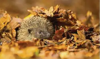  ?? Foto: Shuttersto­ck ?? Auch Igel freuen sich in der kalten Jahreszeit über liegengebl­iebenes Laub.