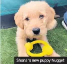  ??  ?? Shona ‘s new puppy Nugget