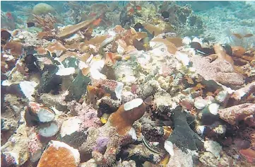 ?? — AFP photo ?? This handout from the Indonesia Marine Security Agency shows corals said to be damaged by a cruise ship in Raja Ampat in eastern Indonesia.