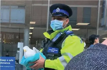  ??  ?? Left, a PCSO with the injured gull; below left, officers at the scene