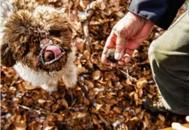  ?? STEPHANIE GENGOTTI/NEW YORK TIMES ?? Bella, a Lagotto Romagnolo, a breed prized for its skill at finding truffles, hunted in woods near Camerata Nuova, Italy.