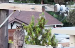  ?? DONALD LAWLOR/Special to The Okanagan Weekend ?? A great horned owl, named Gretta by Donald and Maria Lawlor of Oliver, sits on an electrical pole waiting for her two fledglings to make their first flight to her.