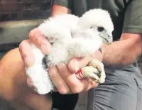  ??  ?? ●●One of the peregrine falcon chicks nesting at Rochdale town hall