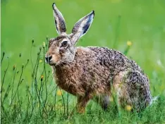  ?? Foto: Jens Büttner, dpa ?? Gefährdet: der Feldhase.