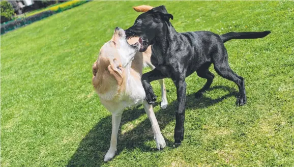  ?? RUNNING RIOT: Many dogs in Townsville are allowed to roam freely causing safety issues for those of us who try to do the right thing by leashing pets. ??