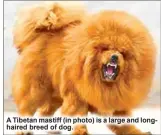  ??  ?? A Tibetan mastiff (in photo) is a large and longhaired breed of dog.