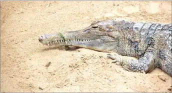  ?? – Photo by Fritz Geller-Grimm/Wikimedia Commons ?? DNA sequencing has found the Malaysian gharial to be a descendent of the Crocodylid­ia order.