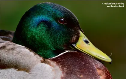  ??  ?? A mallard duck resting on the river bank