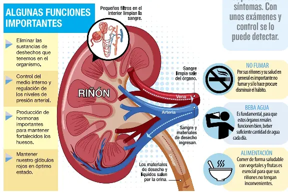 ¡PÓNGALE OJO a sus riñones! - PressReader