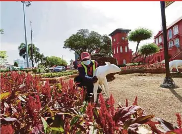  ?? PIC BY IQMAL HAQIM ROSMAN ?? A Melaka Historic City Council employee carrying out landscapin­g in front of the Stadthuys building in Melaka recently.