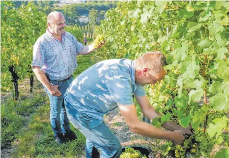  ?? FOTO: ANDY HEINRICH ?? Während Martin Steinhause­r die Qualität der Müller-Thurgau-Trauben begutachte­t, trennt Winzer Helmut Schmid die Weinbeeren von den Kressbronn­er Rebstöcken.