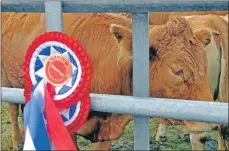  ??  ?? Champion cattle at Bunessan Show. 16_T32_Bunessansh­ow18