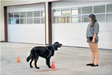  ?? Monique Udell, Oregon State University via © The New York Times Co. ?? Family dogs match their movements to those of the children they live with, according to the poignant new study of young people and their pets.