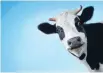  ??  ?? Fonterra Shareholde­rs Fund investors will have their money used to support struggling dairy farmers.