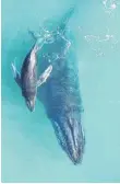  ?? FOTO: DPA ?? Aus Angst vor Feinden flüstern Buckelwalj­unge einer neuen Studie zufolge mit ihren Müttern.
