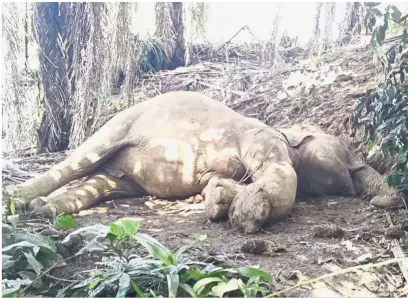  ??  ?? Tragic find: A Borneo pygmy elephant carcass which was found by officers from the Sabah Wildlife Department recently.