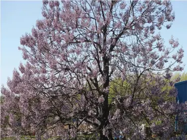  ?? (Special to the Democrat-Gazette/Janet Carson) ?? Royal paulownia trees can be pretty, but not a great yard tree.