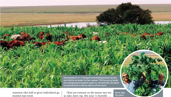  ??  ?? Speenkalwe­rs in ’n mengsel somerdekge­wasse op een van Hentie se lande. Hy het vanjaar 700 ha van sy lande met dekgewasse beplant sodat sy vennoot Ray Strydom se speenkalwe­rs daarop afgerond kan word.Mnre. Ray Strydom (links) en Hentie Kruger met een van die radyse uit hul mengsel somerdekge­wasse.