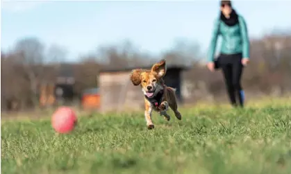  ?? Photograph: Getty Images ?? ‘My dog is my sole source of joy, yet even that pleasure feels dulled lately.’