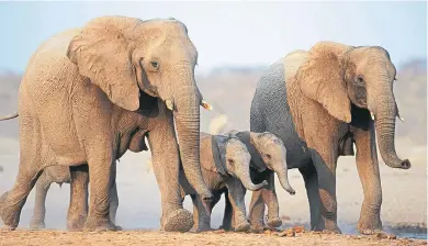  ??  ?? El proyecto de derechos no humanos ha elegido a los elefantes asiáticos por estar mejor documentad­os.