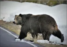  ?? Joe Lieb/USFWS via AP ?? Grizzly bears are slowly increasing the territory they roam in the northern Rocky Mountains, but scientists say they need continued protection­s. This grizzly was seen just north of the National Elk Refuge in Grand Teton National Park, Wyo.