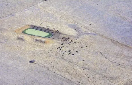  ?? Photo:
Veronica Sorley ?? HEARTBREAK­ING: Photograph­er Veronica Sorley’s shot of cattle surroundin­g a small dam in the middle of drought has gone viral online.
