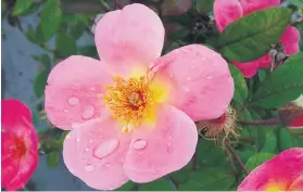  ??  ?? IN THE PINK. ‘Cocktail’ climbing rose is always a feature.